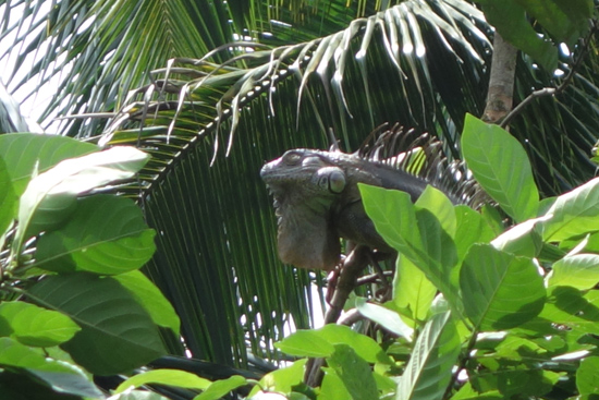 some kind of iguana