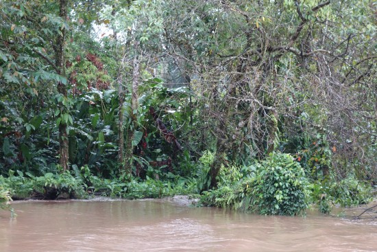 Tortuguero